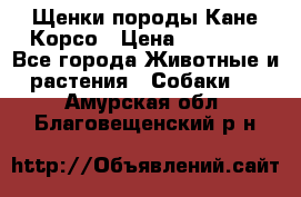 Щенки породы Кане-Корсо › Цена ­ 25 000 - Все города Животные и растения » Собаки   . Амурская обл.,Благовещенский р-н